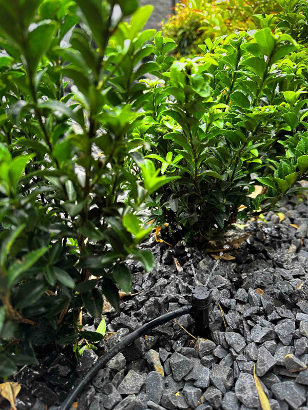 Beetregner-1-web-scaled