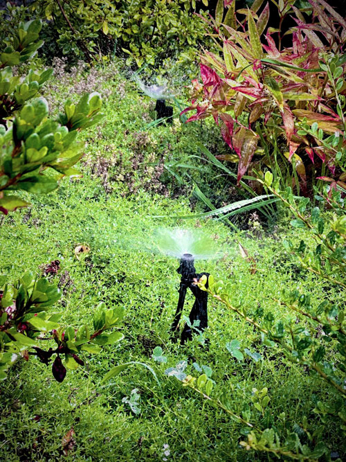 Beetregner-web-scaled