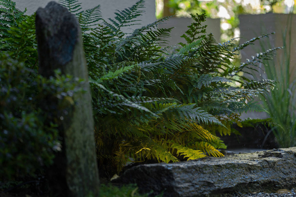 D3_5403-CR2_DxO_DeepPRIME-scaled