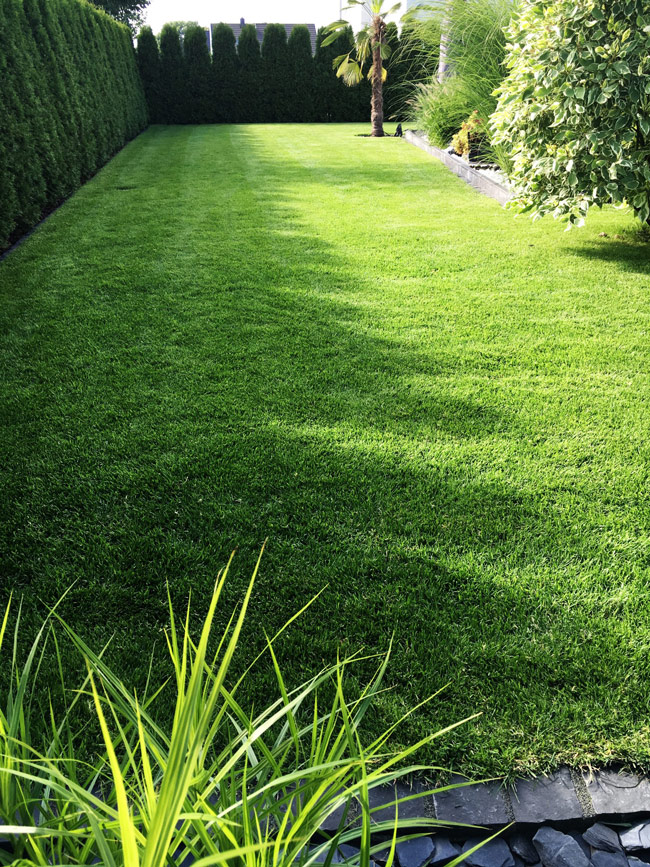 Perfekt-Gruener-Rasen-vom-Profi-Stilgarten