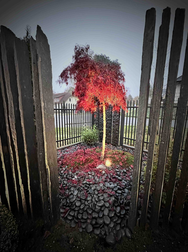 roter-baum-web-scaled